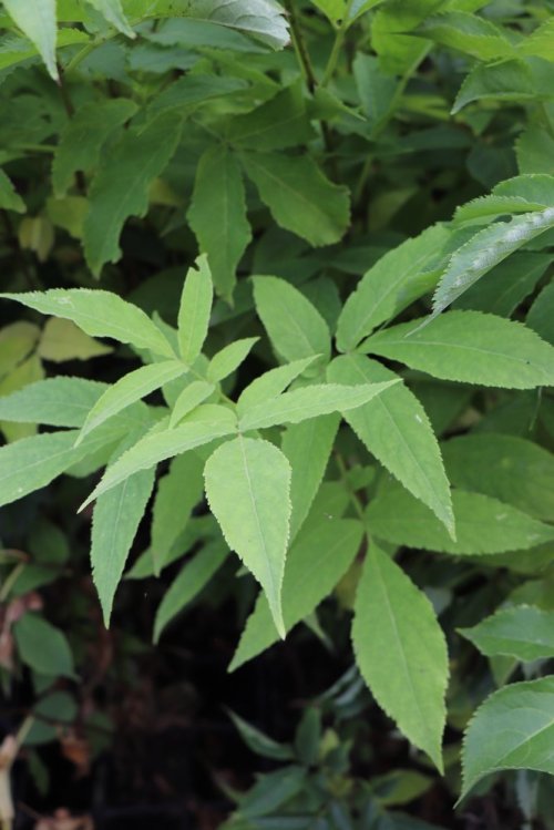 detail Bez červený