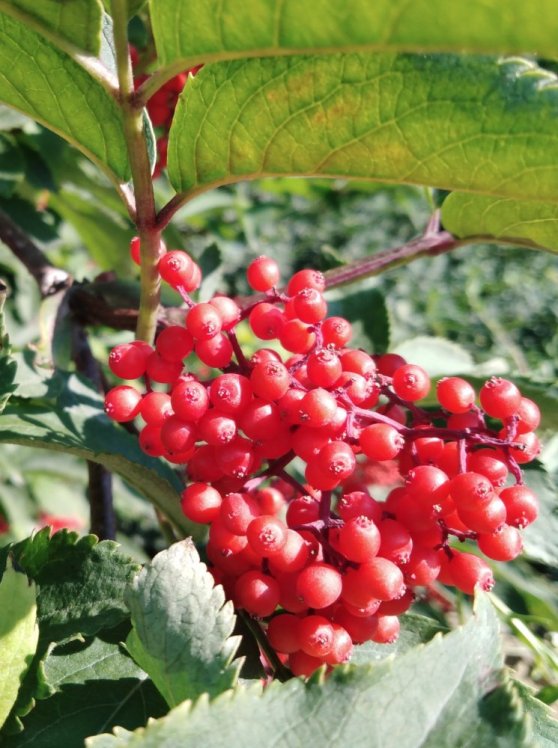 detail Bez červený