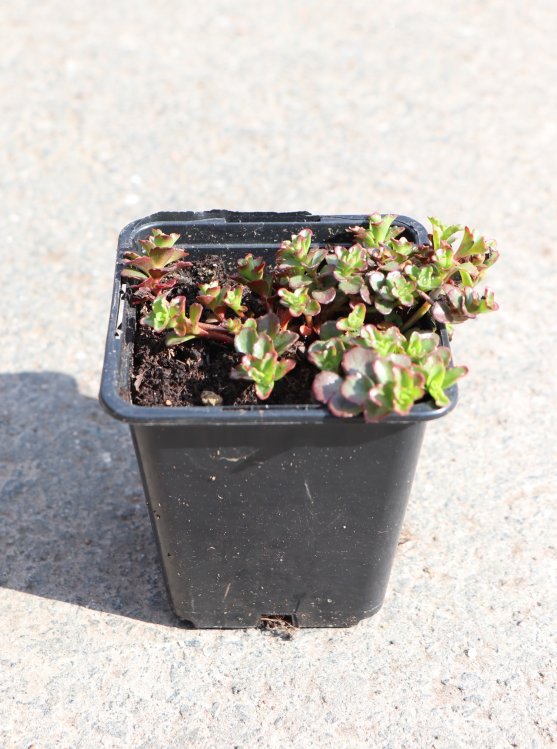 detail Rozchodník 'Spot on Deep Rose'