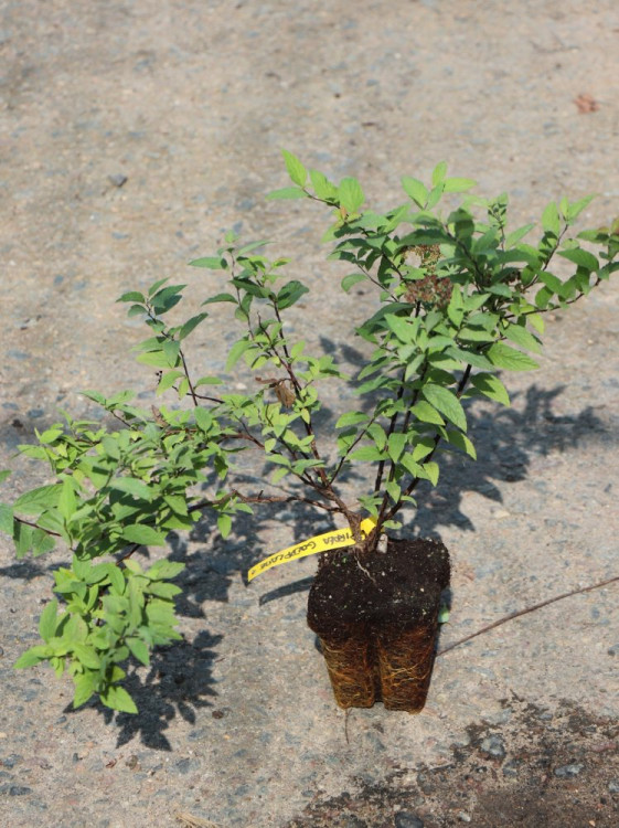 detail Tavolník Bumaldův 'Goldflame'
