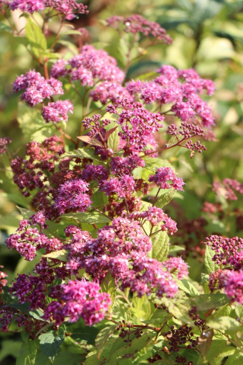 detail Tavolník Bumaldův 'Goldflame'