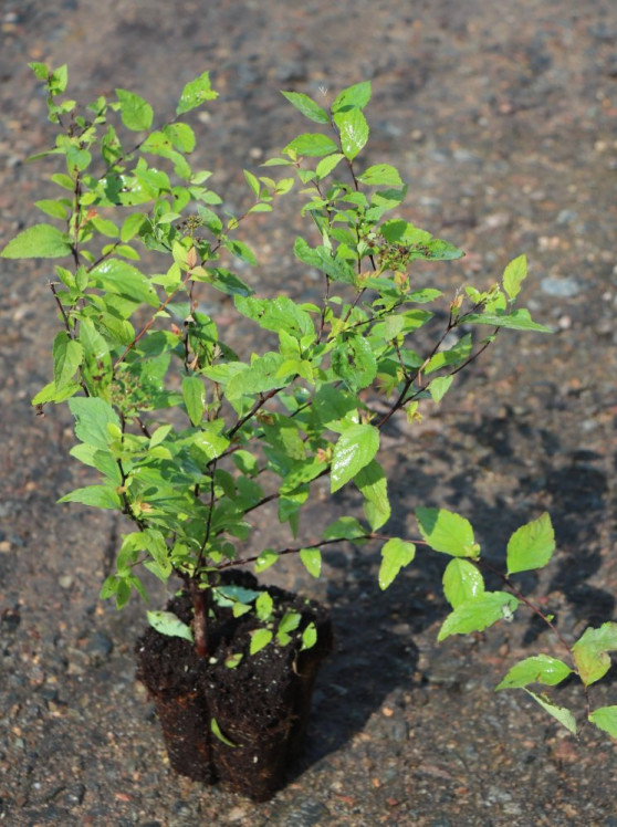 detail Tavolník japonský 'Firelight'