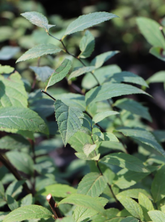detail Tavolník japonský 'Froebelii'