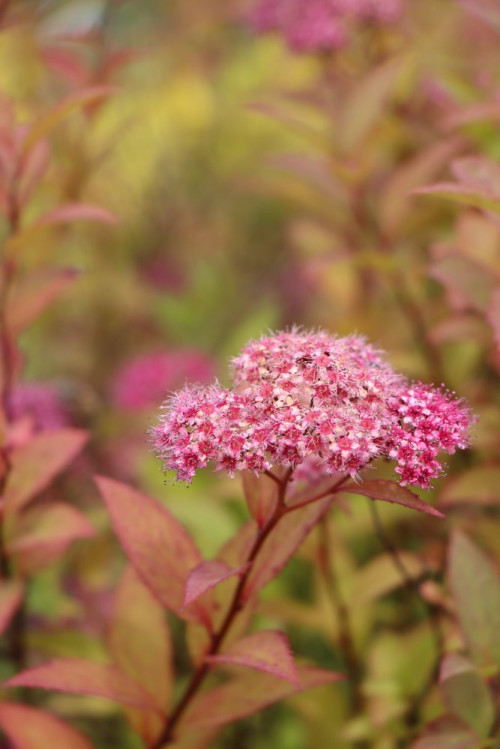 detail Tavolník japonský 'Froebelii'
