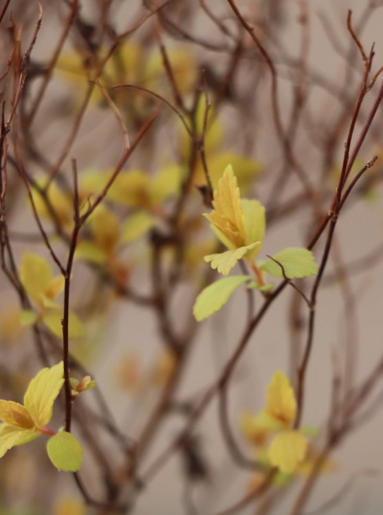 detail Tavolník japonský 'Goldmound'