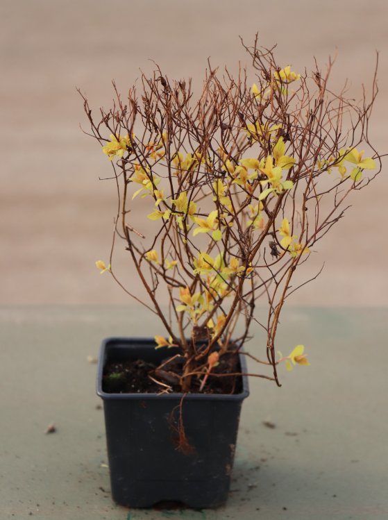 detail Tavolník japonský 'Goldmound'