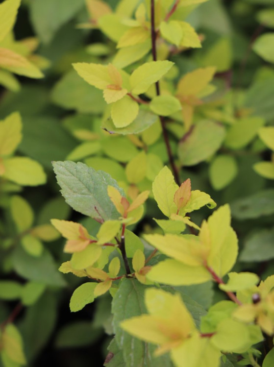 detail Tavolník japonský 'Golden Princess'