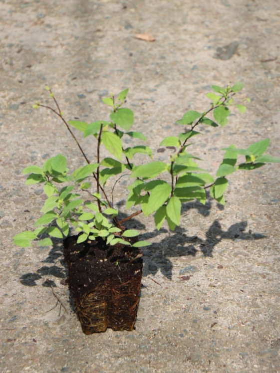 detail Tavolník japonský 'Golden Princess'