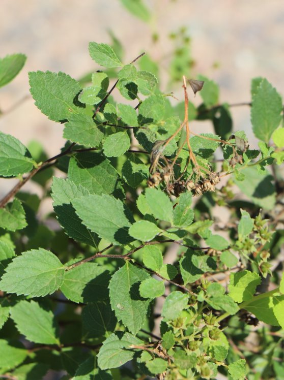 detail Tavolník japonský 'Little Princess'