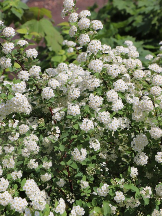 detail Tavolník van Houtteův