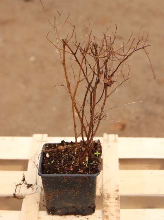 detail Tavolník van Houtteův