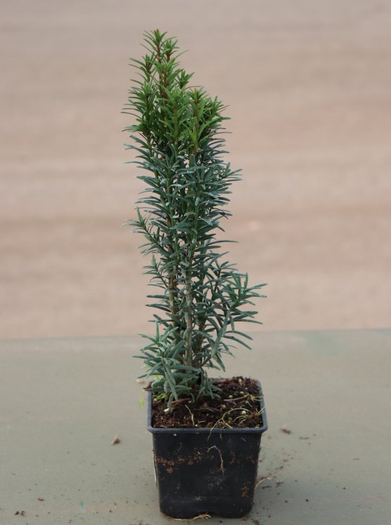 detail Tis červený 'Fastigiata Robusta'