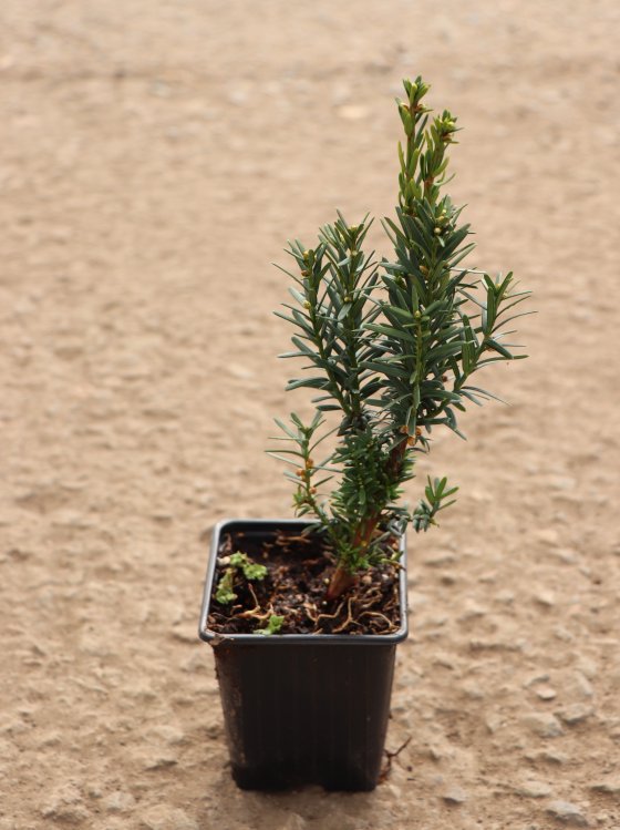 detail Tis prostřední 'Hillii'