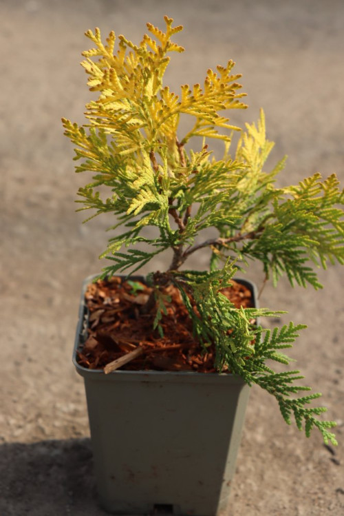 detail Zerav západní ´Europe Gold´