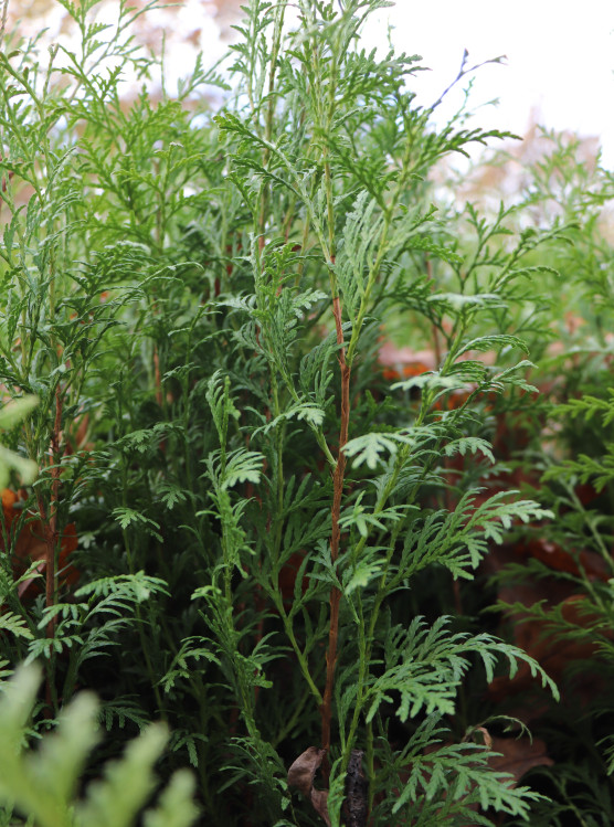 detail Zerav řasnatý (Thúje)