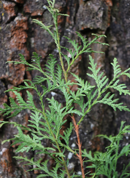 detail Zerav řasnatý (Thúje)