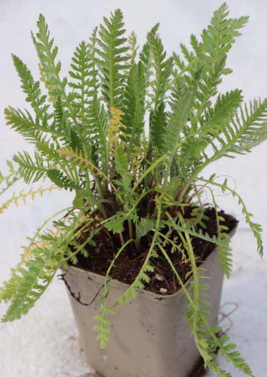 detail Řebříček tužebníkovitý var. Cloth of Gold