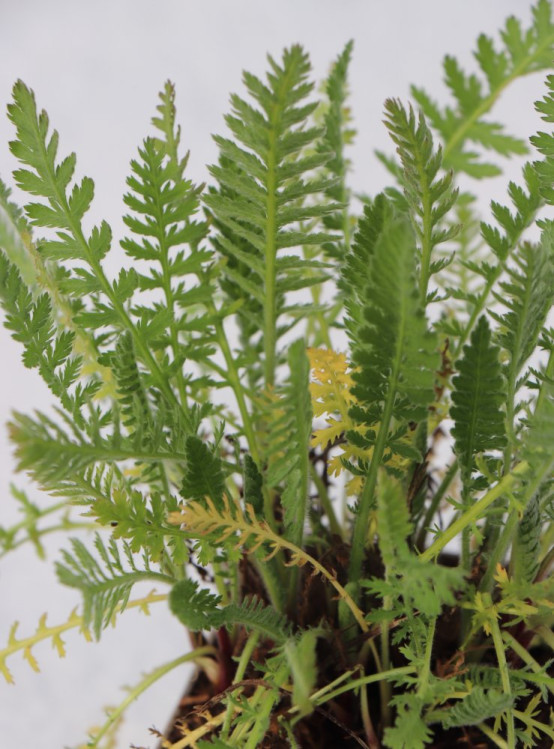 detail Řebříček tužebníkovitý var. Cloth of Gold