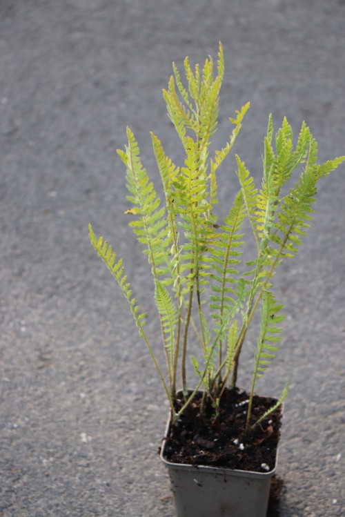 detail Řebříček tužebníkovitý var. Cloth of Gold