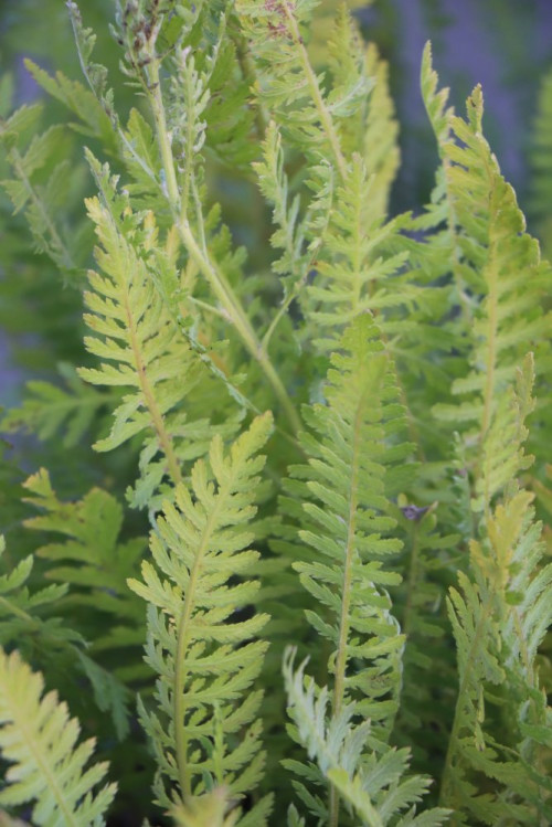 detail Řebříček tužebníkovitý var. Cloth of Gold