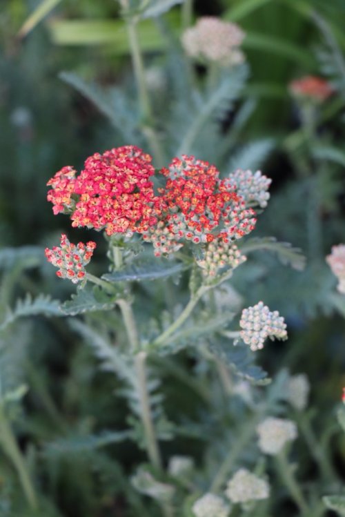 detail Řebříček 'Safran'