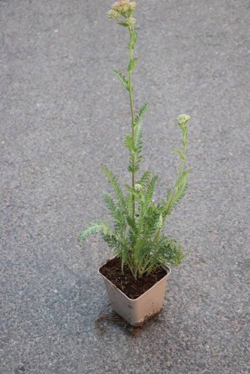 detail Řebříček 'Safran'