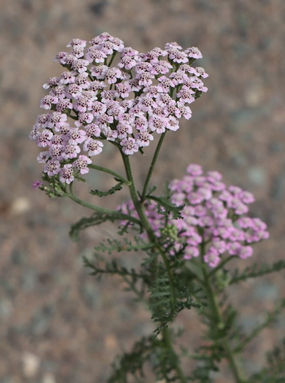 detail Řebříček obecný 'Lilac Beauty'