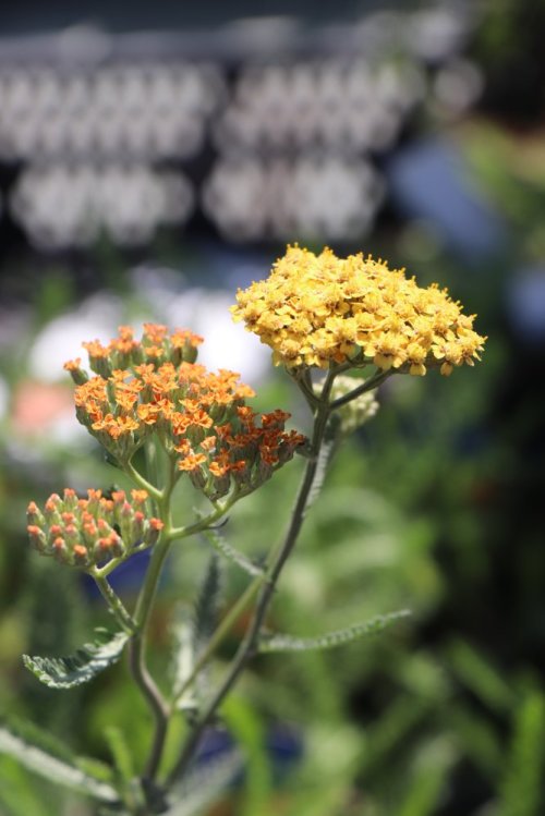 detail Řebříček obecný 'Terracotta'