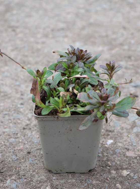 detail Zběhovec plazivý 'Mini Mahagony'