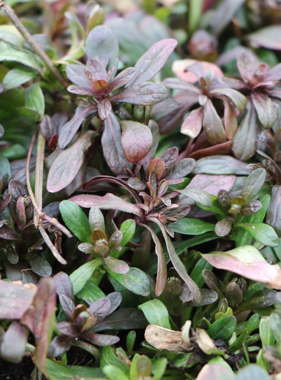 detail Zběhovec plazivý 'Mini Mahagony'