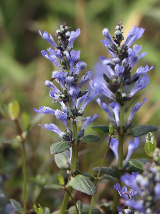 detail Zběhovec plazivý 'Mini Mahagony'