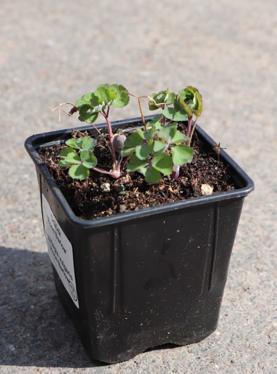 detail Orlíček 'Rose Barlow´