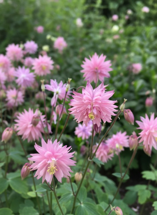 detail Orlíček 'Rose Barlow´