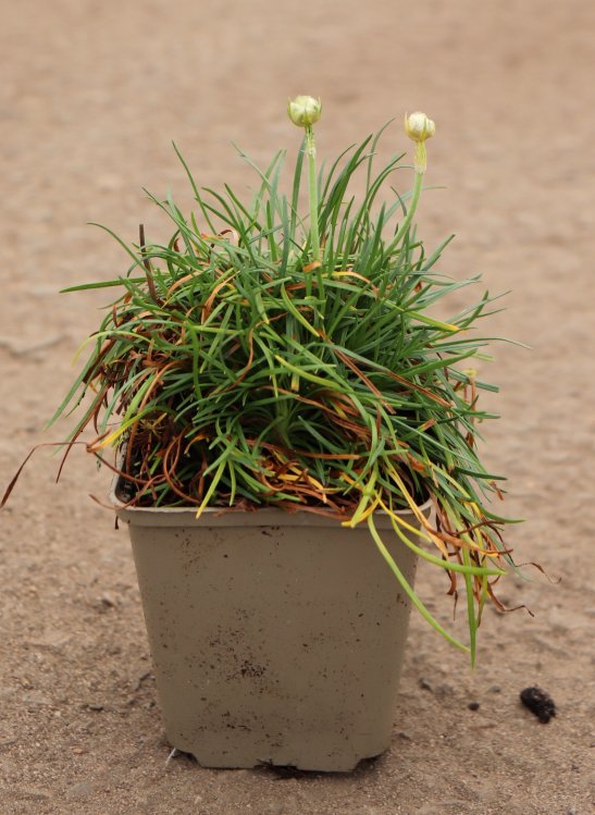 detail Trávnička přímořská 'Armada White'