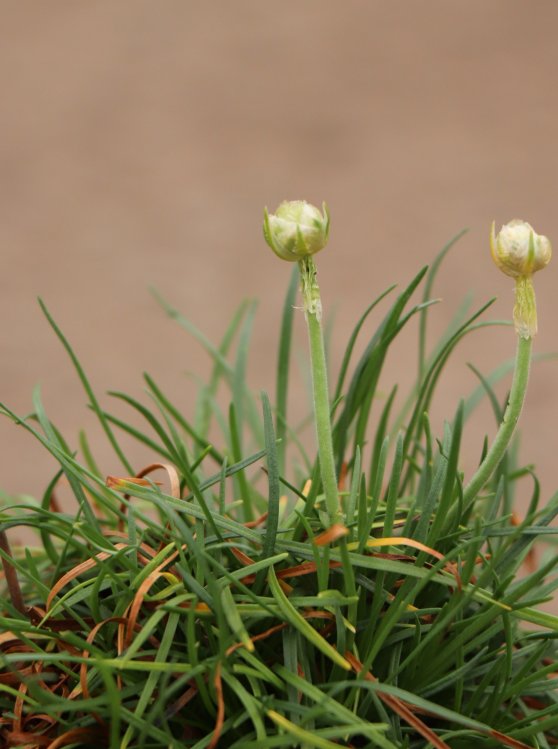 detail Trávnička přímořská 'Armada White'