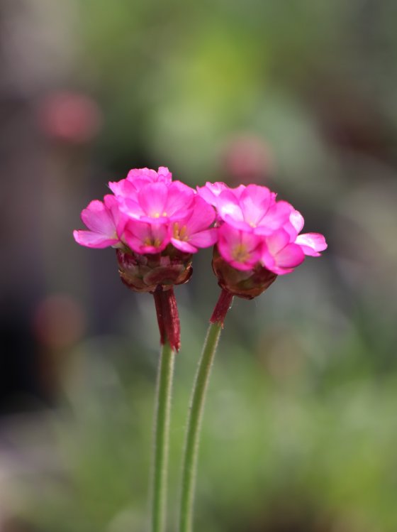 detail Trávnička přímořská 'Vesuv'