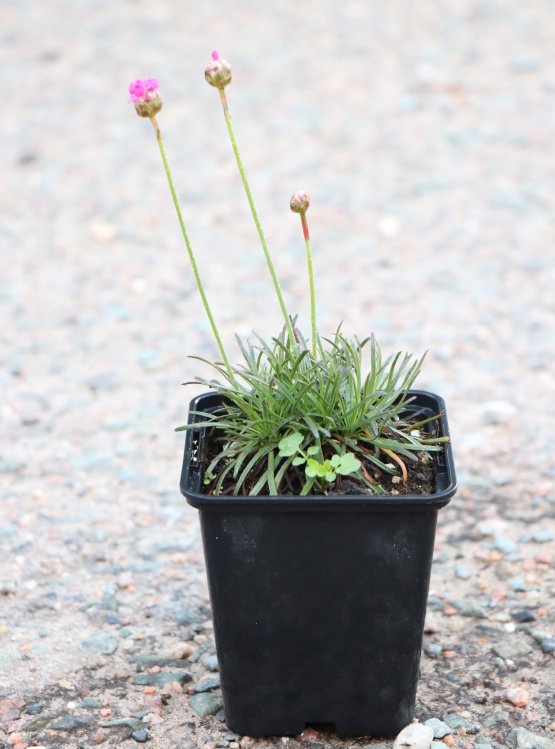 detail Trávnička přímořská 'Vesuv' (Rubrifolia)