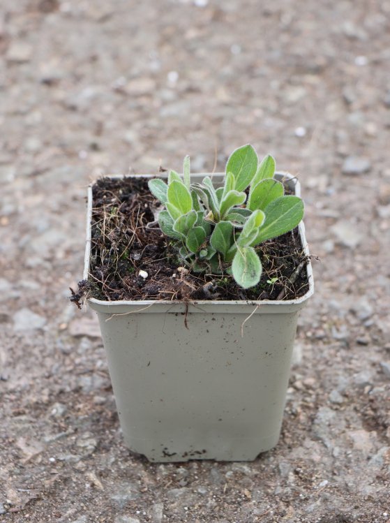 detail Hvězdnice chlumní ´Silbersee´