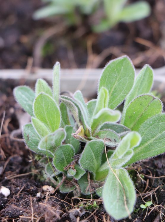 detail Hvězdnice chlumní ´Silbersee´