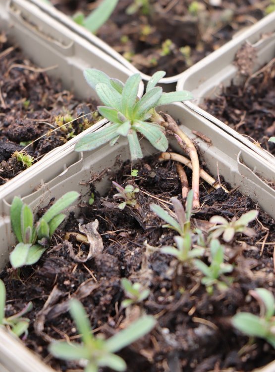 detail Hvězdnice vřesovcovitá ´Snowflurry´