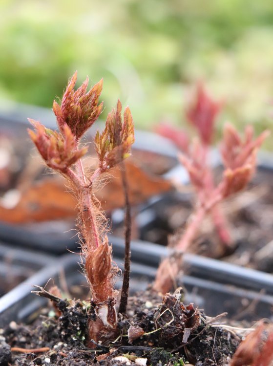 detail Čechrava japonská ´´Feuer´