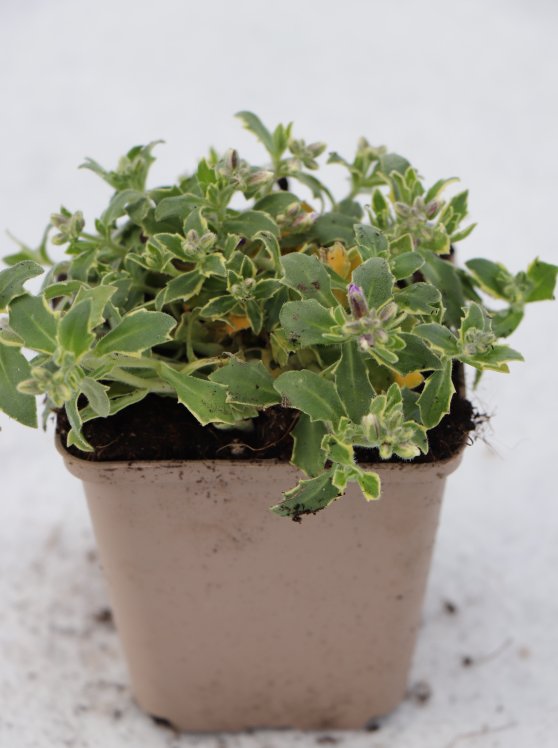 detail Tařička 'Silberrand'