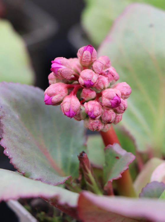 detail Bergénie srdčitá ´Rosa´