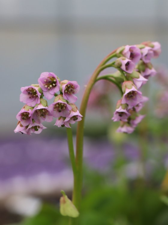 detail Bergénie srdčitá ´Rosa´