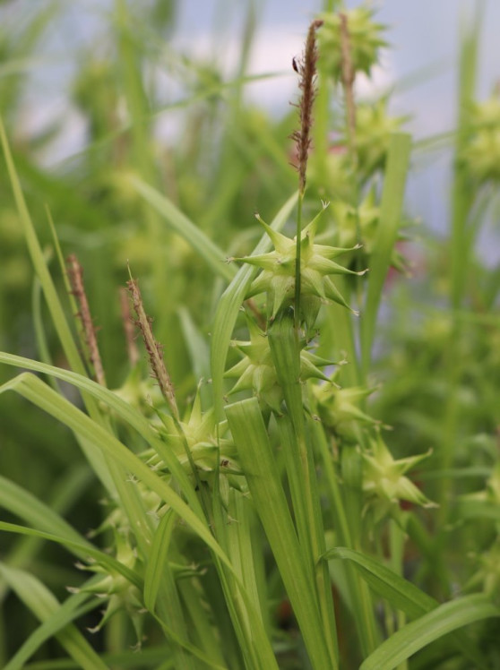 detail Ostřice Grayova