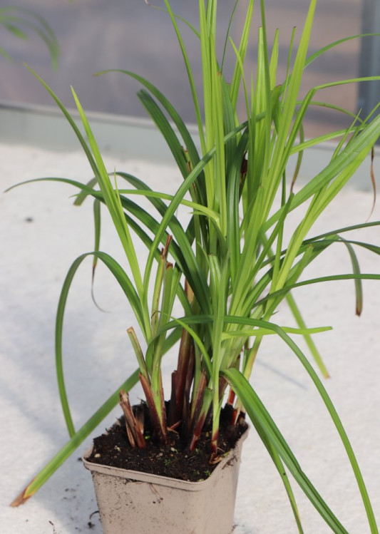 detail Ostřice Grayova