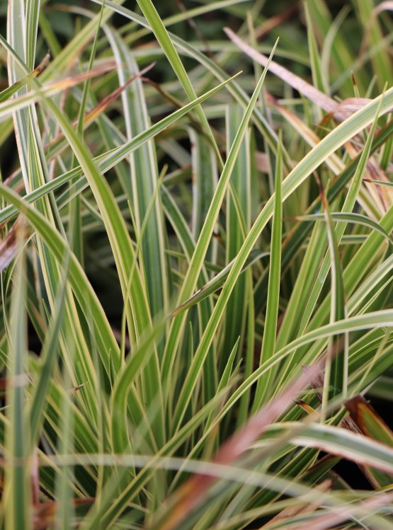 detail Ostřice Morrowova 'Aureovariegata'