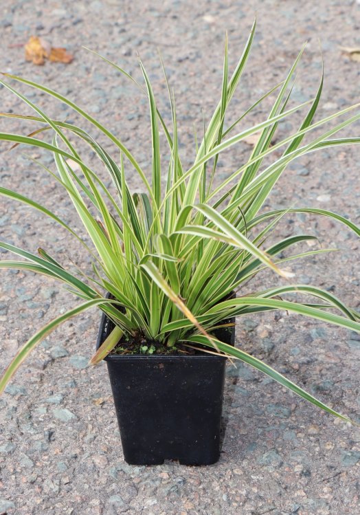 detail Ostřice Morrowova 'Aureovariegata'