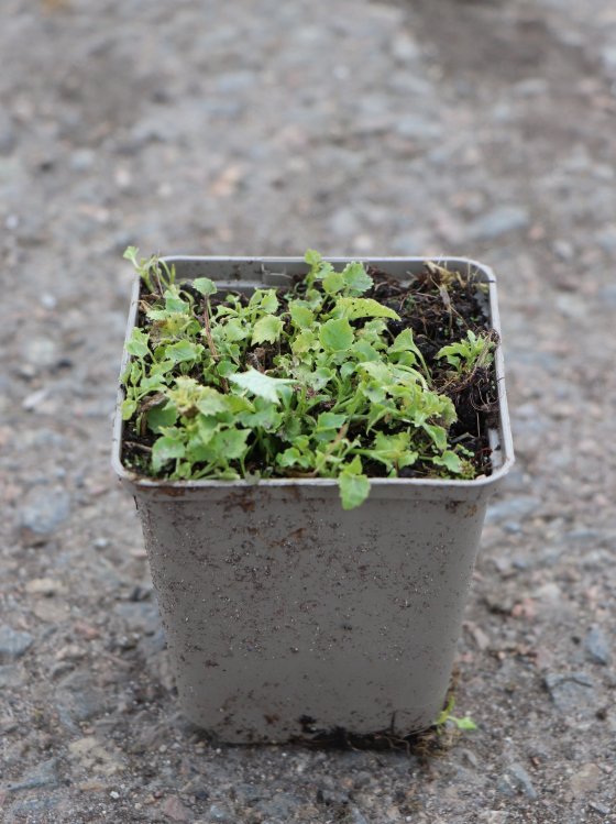 detail Zvonek Poscharkův ´E.H. Frost´