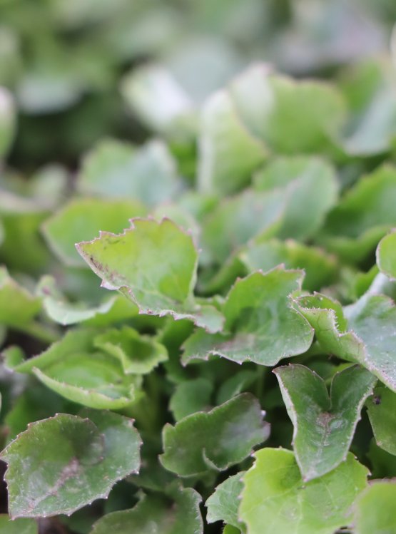 detail Zvonek Poscharkův